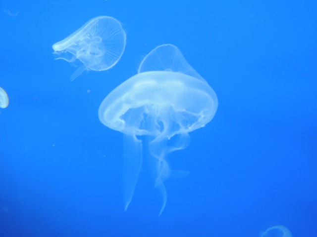３． 在「墨田水族館」與海洋生物交流