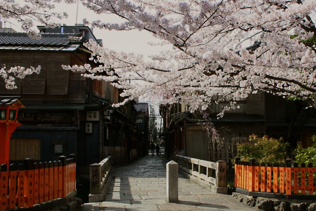 京都春天的魅力是!
