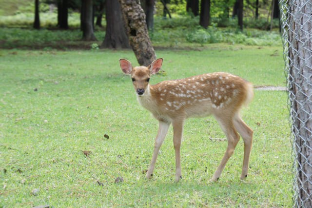５. 奈良公園的小鹿