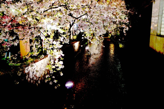 高瀨川的櫻花
