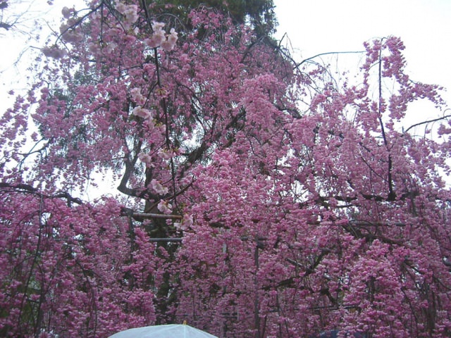 平野神社的櫻花