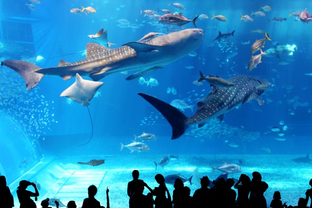 1. 沖繩旅行的基本觀光景點「沖繩美海水族館」
