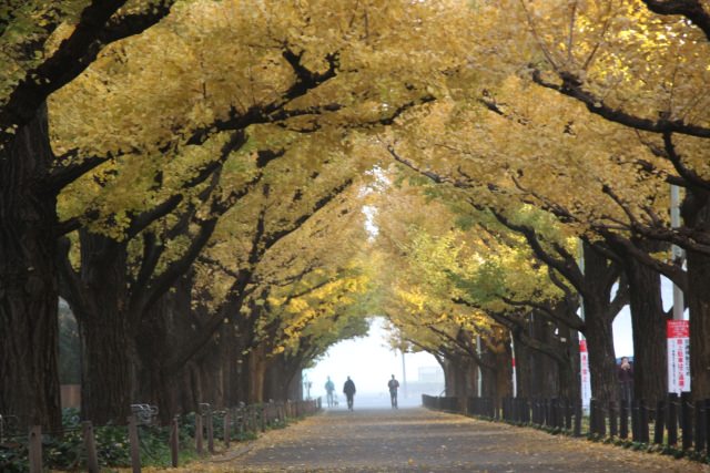 2. 散步於美麗的黃金隧道！東京人氣賞楓景點「明治神宮外苑」