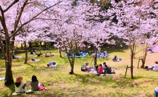 2. 【福岡】被選為櫻花名所100選的推薦景點！「西公園」
