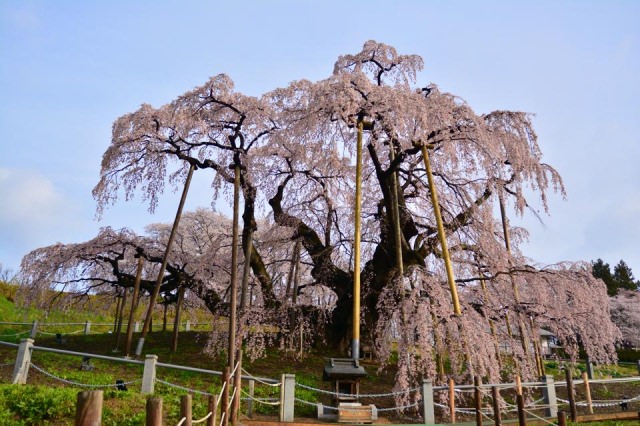 3. 日本三大櫻之一。樹齡超過1000年「三春瀧櫻」