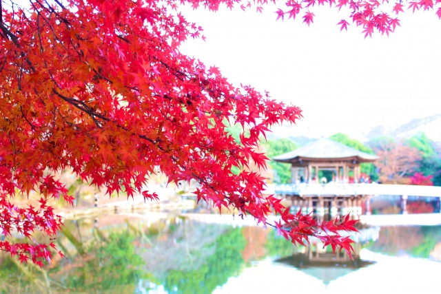 4. 能看到紅葉與野生鹿的場所！「奈良公園」