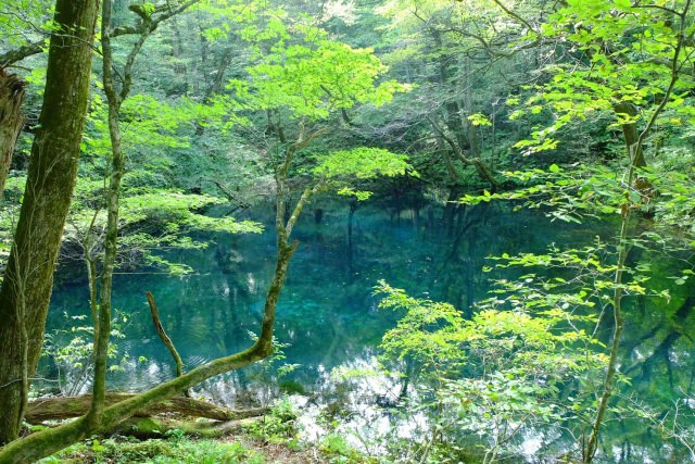 4. 【青森縣】必訪的日本最初世界自然遺產！「白神山地」