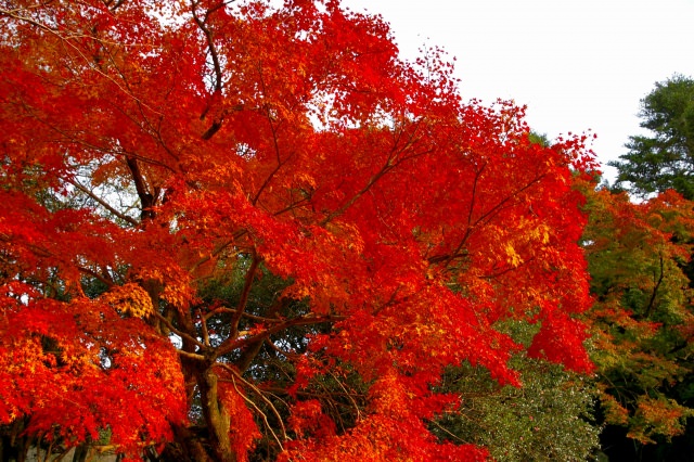 日本福岡縣紅葉 楓葉名所 必去的10大推薦賞楓景點行程 賞楓時間全攻略 Seeingjapan