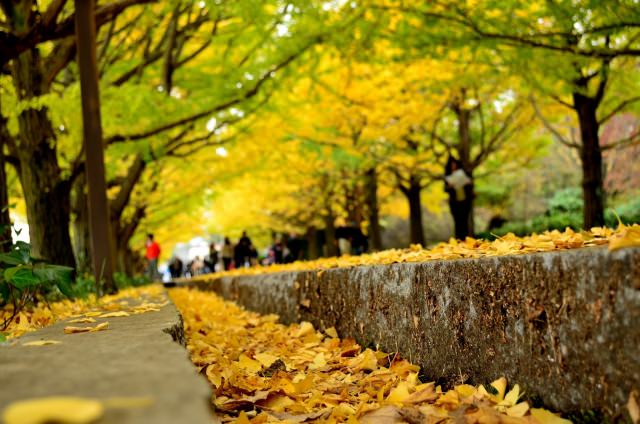 2. 欣賞美麗的黃葉的銀杏！「國營昭和紀念公園」(東京都)