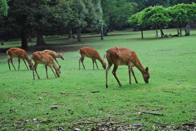 62. 【奈良縣】能與可愛的小鹿相遇的基本觀光景點！「奈良公園」