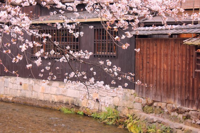 3. 感受古都京都風情一面賞櫻的景點！「祇園白川」
