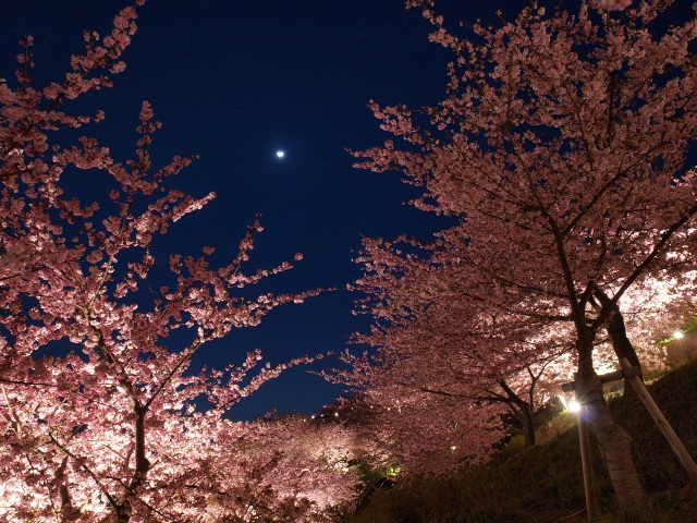 1. 開遍整個城鎮早開的櫻花「河津櫻」