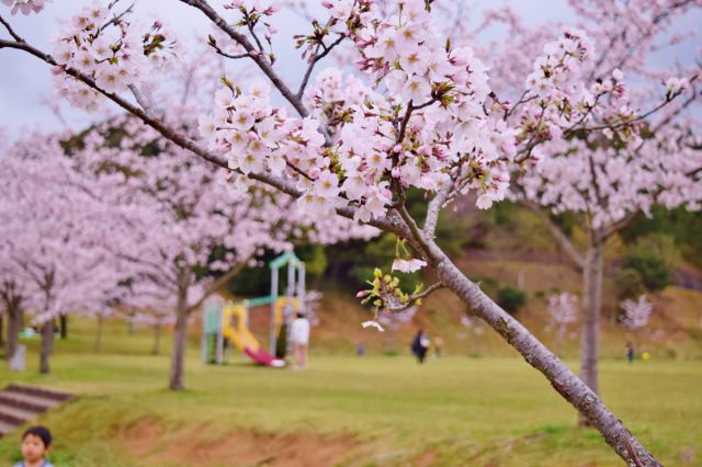 3. 被寧靜自然環境所包圍的縣內首屈一指櫻花名所「甘木公園」(朝倉市)
