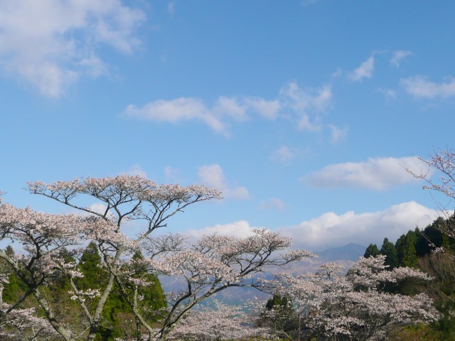 4. 必看的遼闊的櫻花美景！「高森峠千本櫻」