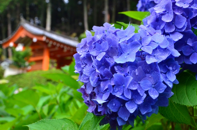 享受梅雨時節 京都欣賞紫陽花的7個有名地點 Seeingjapan