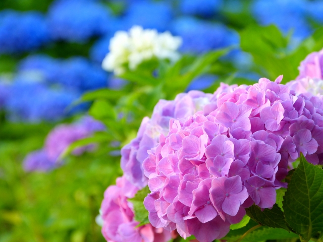 梅雨時去玩 名古屋可以賞繡球花的名所5選 Seeingjapan