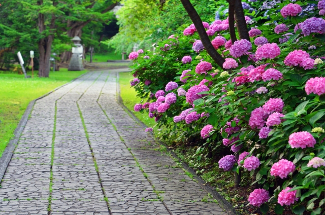 梅雨時也能玩得開心 在千葉看紫陽花的景點10選 Seeingjapan
